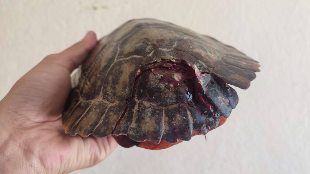 Só este ano, a Mata Ciliar de Jundiaí recebeu sete tartarugas tigre-d ’água-americanos