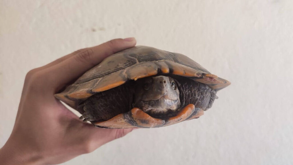Só este ano, a Mata Ciliar de Jundiaí recebeu sete tartarugas tigre-d ’água-americanos