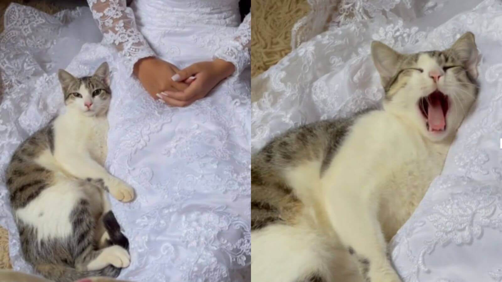 Gato tem reação adorável ao ver tutora de noiva