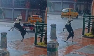 cachorro celebra chegada da chuva