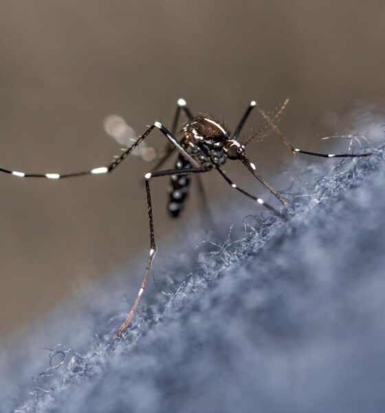 Mosquito da dengue/Dengue em Jundiaí