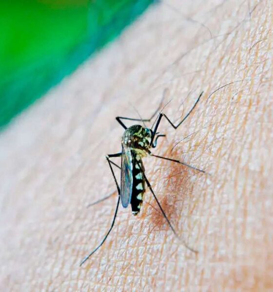 mosquito da dengue/ dengue em jundiaí