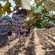 plantação de uva em jundiaí
