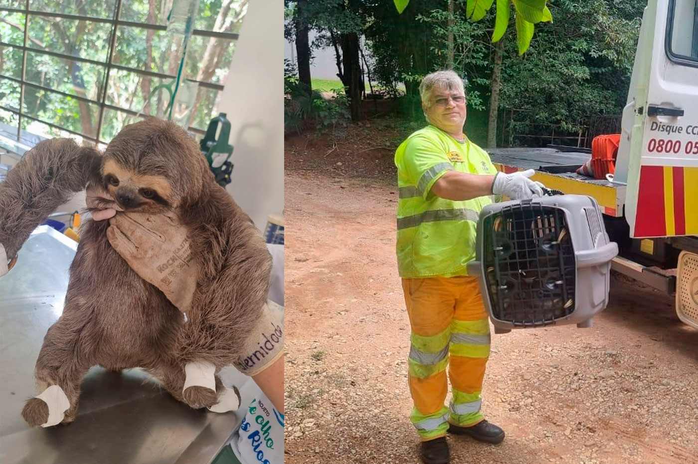 bicho preguiça resgatada pela equipe CCR Autoban na Anhanguera