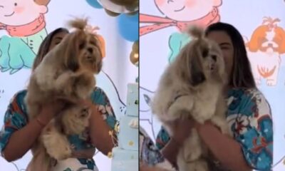 Cachorro Shih Tzu 'bate palmas' durante parabéns no aniversário do irmão humano