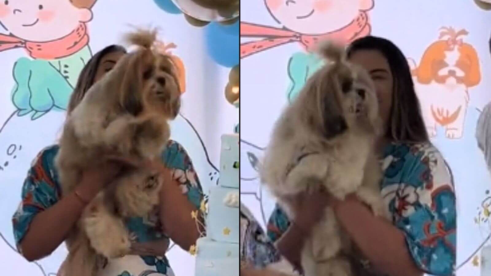 Cachorro Shih Tzu 'bate palmas' durante parabéns no aniversário do irmão humano