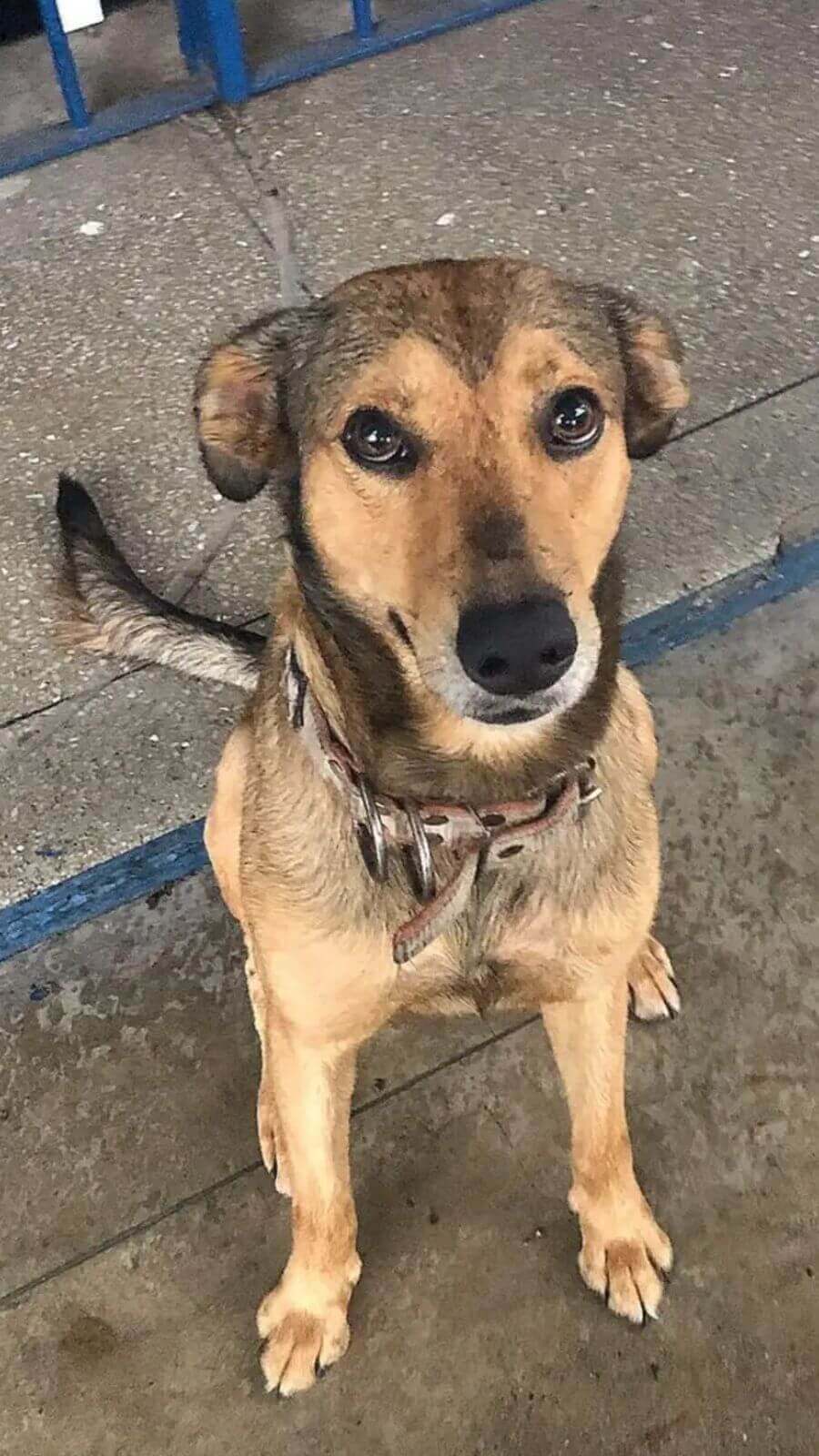 Cachorro Adotado Por Policiais Se Torna Mascote Oficial Do Batalhão 