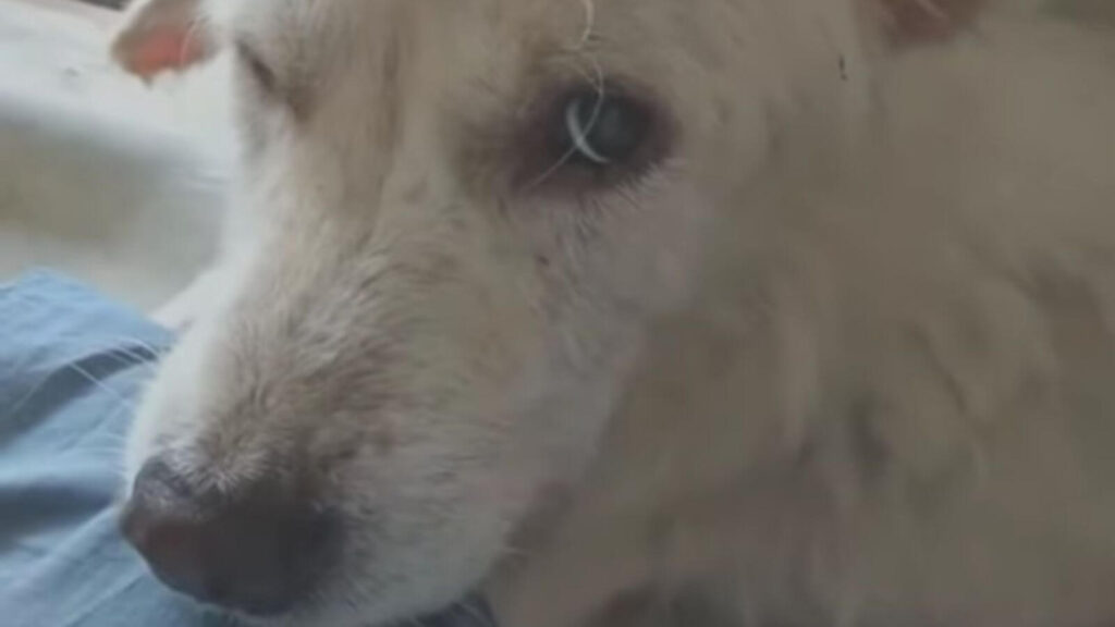 Cachorro é abandonado pela família em vala após ataque cruel de vizinho