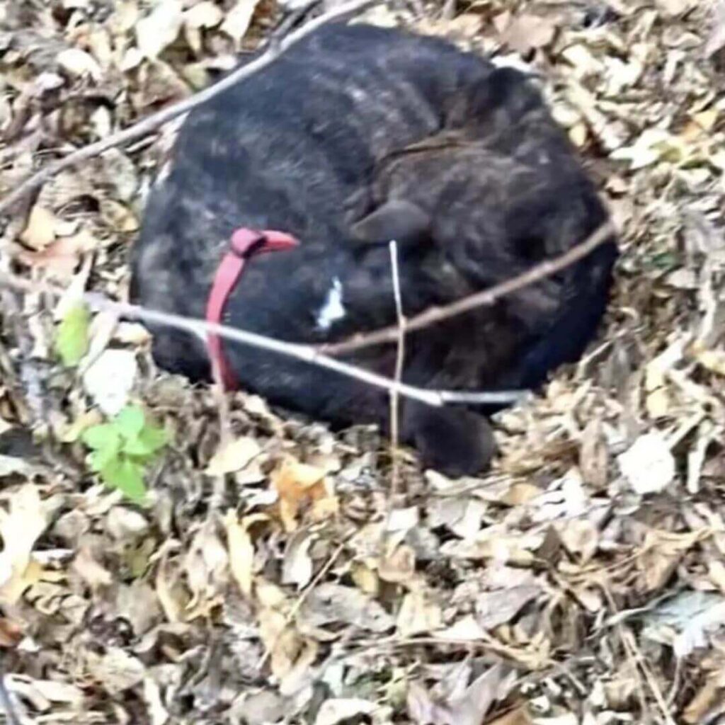 Cachorro 'esquelético' se enrola em folhas enquanto espera para ser resgatado