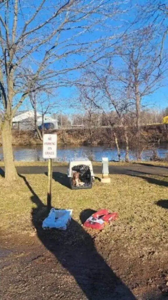 Cachorro foi abandonado à beira do rio com todos os seus pertences