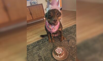 Cachorro resgatado faz 7 anos e comemora com festa de aniversário surpresa