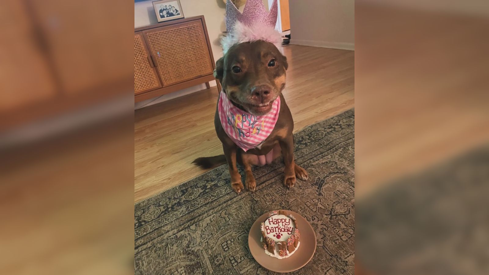 Cachorro resgatado faz 7 anos e comemora com festa de aniversário surpresa