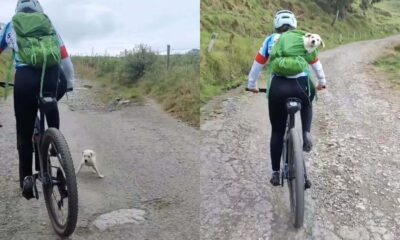 Ciclista resgata cachorro abandonado em meio a treino nas montanhas