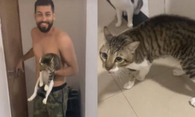Crise de identidade felina Homens confundem gato com seu sósia em bar