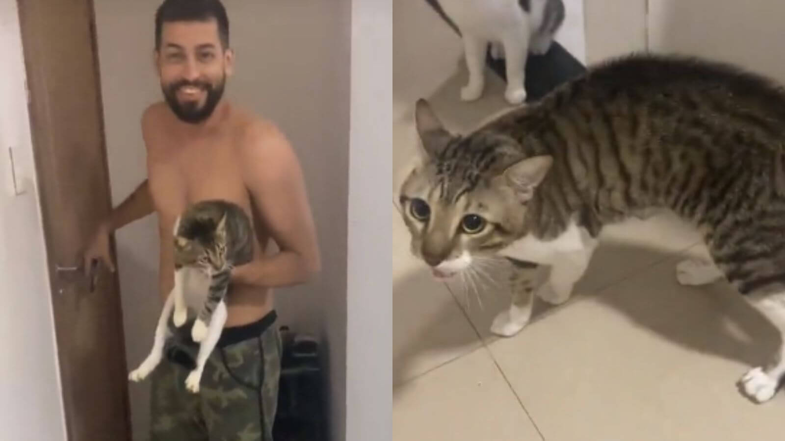 Crise de identidade felina Homens confundem gato com seu sósia em bar