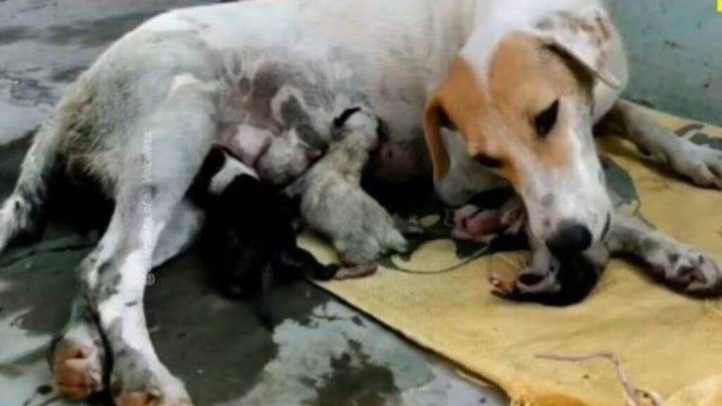 Cadela resgatada à beira da morte dá à luz sete filhotes