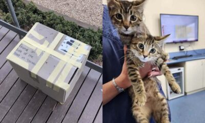 Enfermeira encontra caixa com gatos abandonados em frente à clínica veterinária
