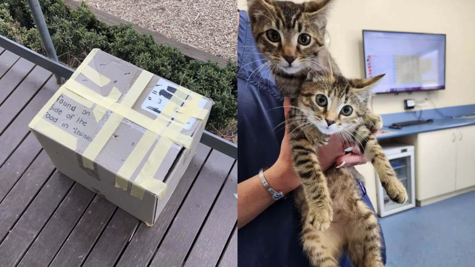 Enfermeira encontra caixa com gatos abandonados em frente à clínica veterinária