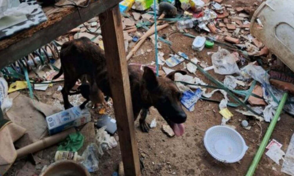 Guarda de Jundiaí resgata cachorro e filhotes em situação de maus-tratos