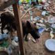 Guarda de Jundiaí resgata cachorro e filhotes em situação de maus-tratos