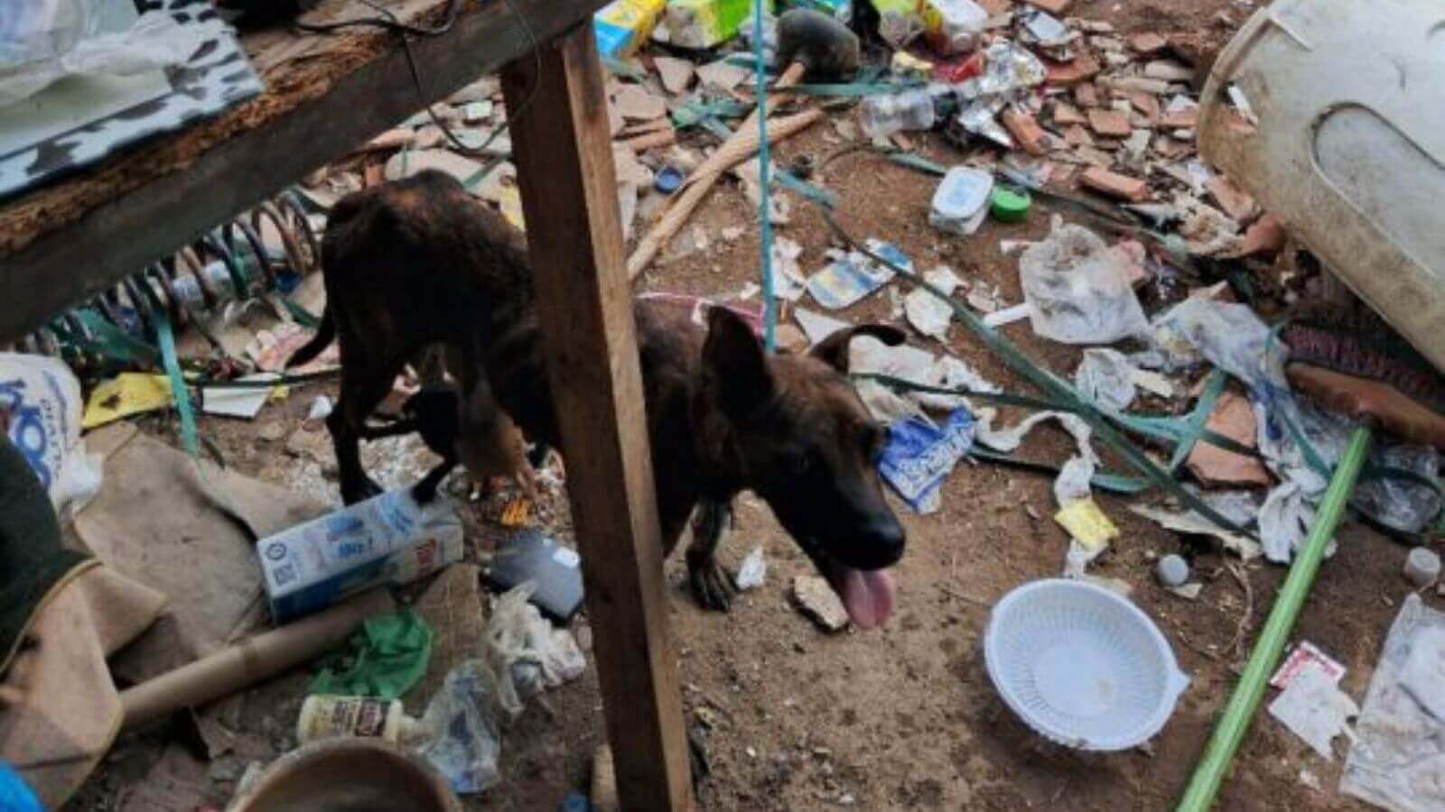 Guarda de Jundiaí resgata cachorro e filhotes em situação de maus-tratos