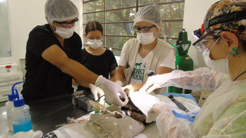 Jabuti resgatado com caso clínico 'incomum' passa por cirurgia na Mata Ciliar, em Jundiaí