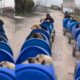 Mulher constrói 'trem' para cachorros deficientes