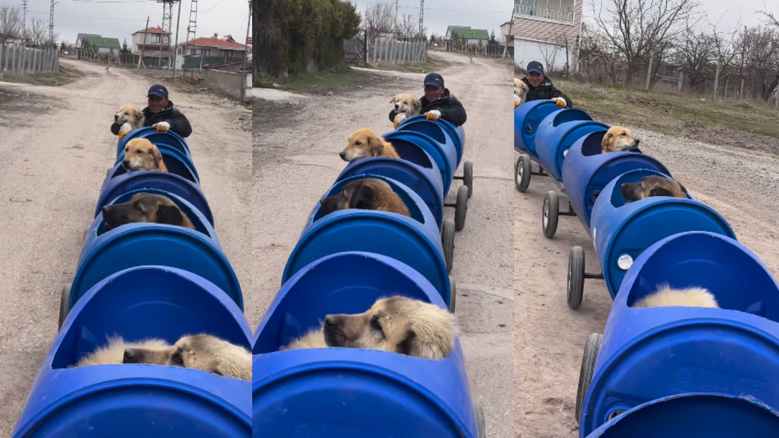Mulher constrói 'trem' para cachorros deficientes