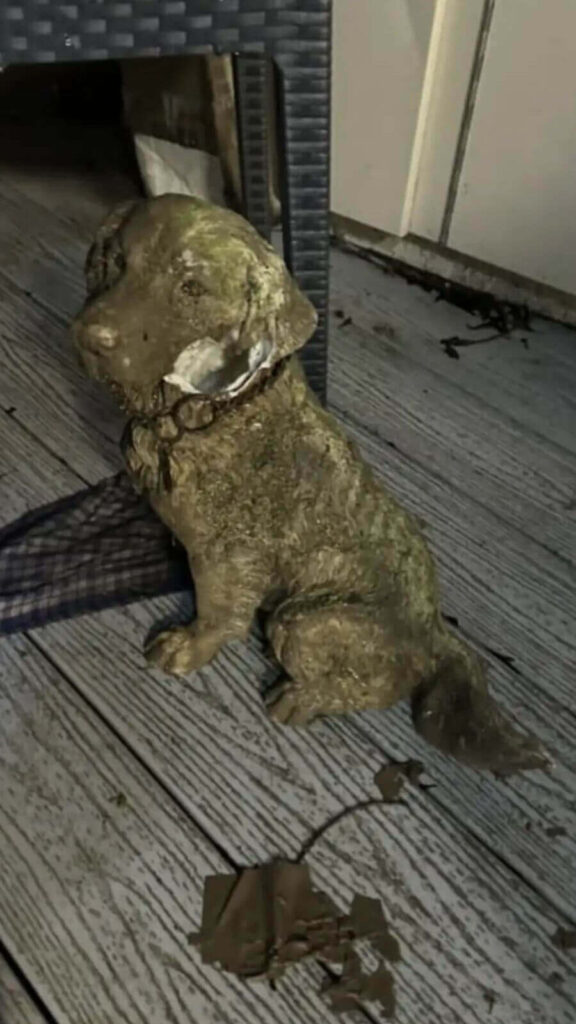 Voluntários encontram 'cachorro' abandonado em vala, mas têm uma surpresa