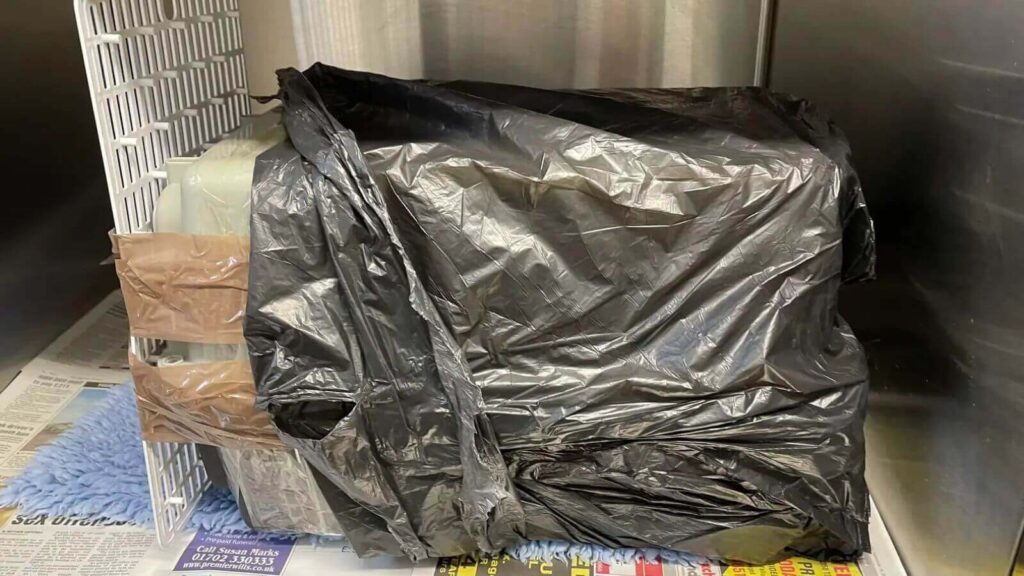 Gato é abandonado em caixa de transporte dentro de saco de lixo
