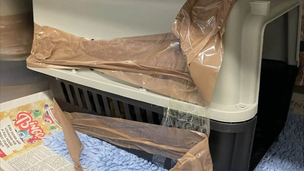 Gato é abandonado em caixa de transporte dentro de saco de lixo