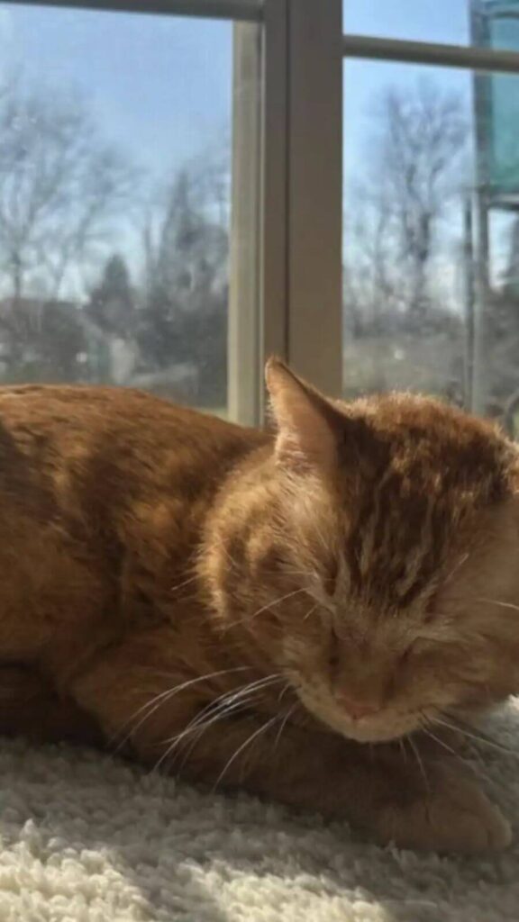 Gato laranja que perdeu as esperanças é adotado após foto comovente nas redes sociais