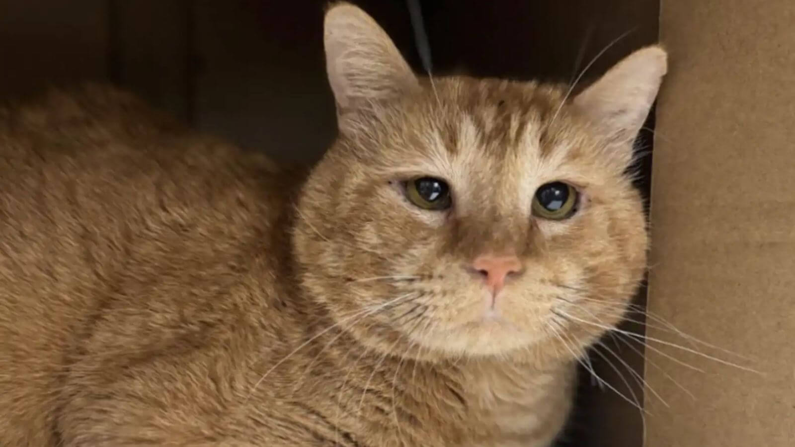 Gato laranja que perdeu as esperanças é adotado após foto comovente nas redes sociais
