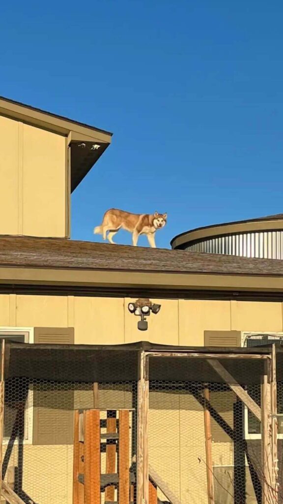 Cachorro da raça husky em cima de telhado de abrigo de animais