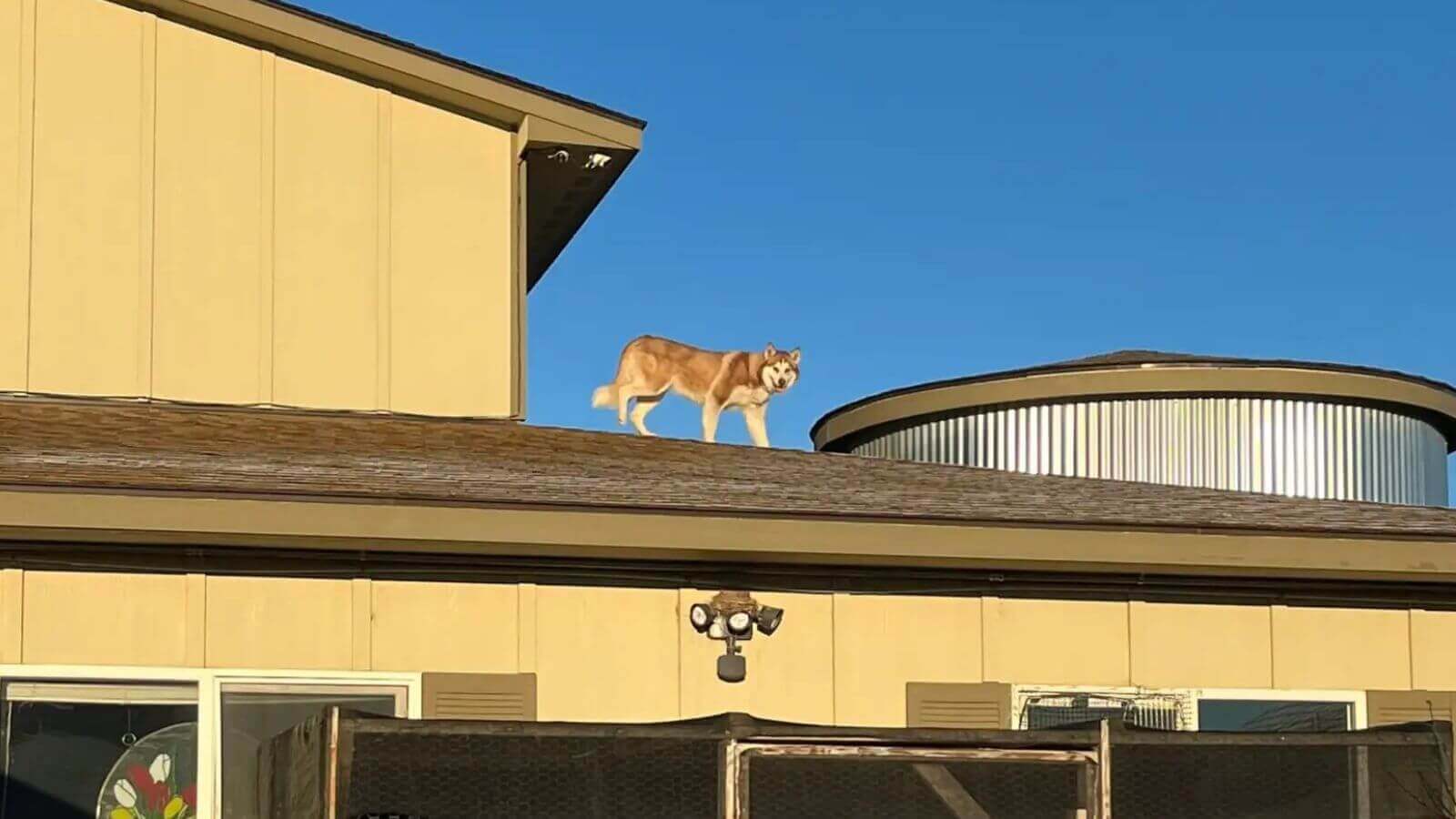 Cachorro da raça husky em cima de telhado de abrigo de animais