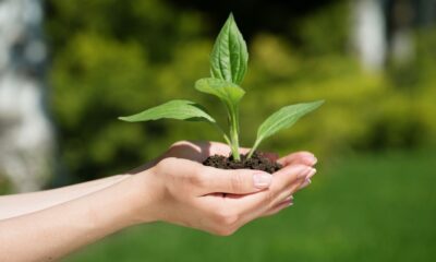 Mãos segurando uma muda de planta em um ambiente ao ar livre, simbolizando sustentabilidade e cuidado com o meio ambiente.