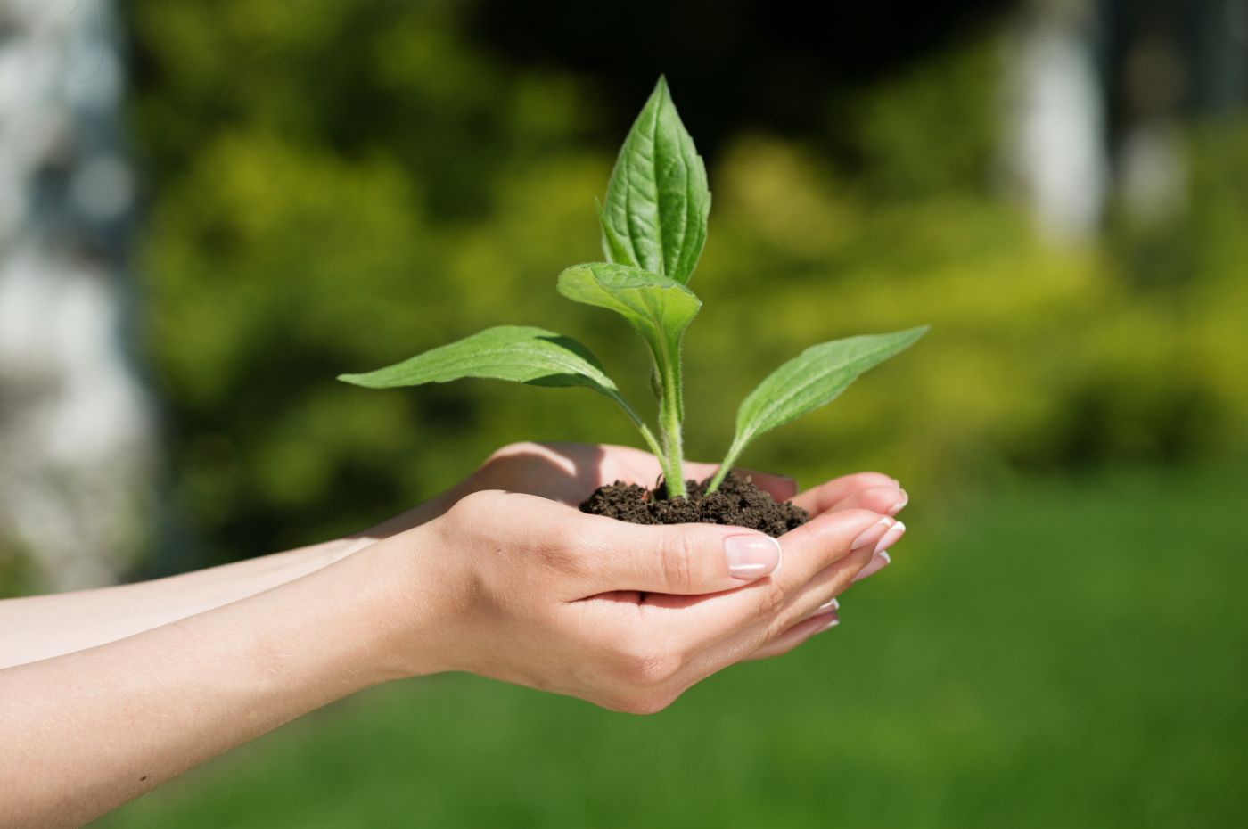 Mãos segurando uma muda de planta em um ambiente ao ar livre, simbolizando sustentabilidade e cuidado com o meio ambiente.