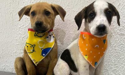 Dois filhotes de cachorro usando bandanas coloridas disponíveis para adoção em Jundiaí