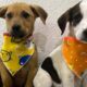 Dois filhotes de cachorro usando bandanas coloridas disponíveis para adoção em Jundiaí