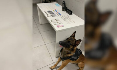 Cão policial K9 ao lado de uma mesa com apreensões de drogas e dinheiro durante operação de combate ao tráfico em área urbana de Jundiaí.