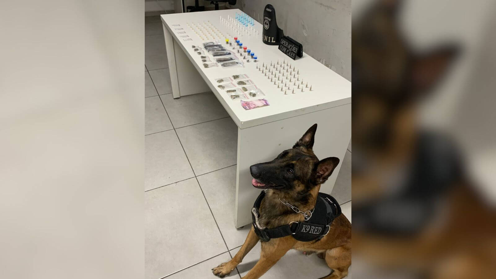 Cão policial K9 ao lado de uma mesa com apreensões de drogas e dinheiro durante operação de combate ao tráfico em área urbana de Jundiaí.