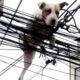 Cachorro preso em meio a uma rede de fios elétricos. suspenso no ar, com as patas dianteiras apoiadas nos fios e as patas traseiras penduradas