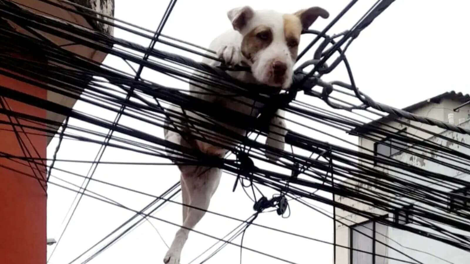 Cachorro preso em meio a uma rede de fios elétricos. suspenso no ar, com as patas dianteiras apoiadas nos fios e as patas traseiras penduradas