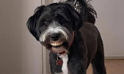 Cachorro preto e branco segurando uma dentadura de brinquedo, parecendo estar sorrindo, em um corredor de casa.