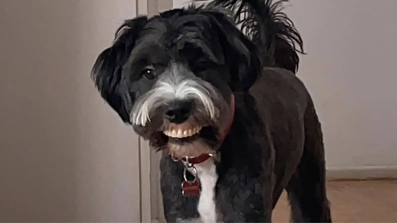 Cachorro preto e branco segurando uma dentadura de brinquedo, parecendo estar sorrindo, em um corredor de casa.