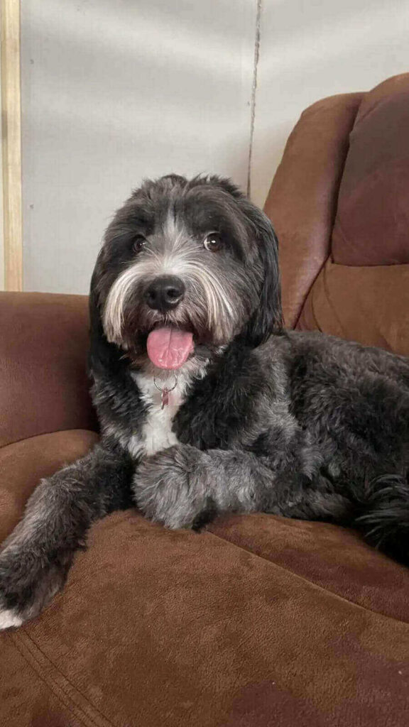 Cachorro peludo preto e branco sentado em sofá marrom, com expressão feliz e língua de fora.