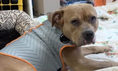 Pit bull deitado em uma cama em um abrigo, usando um colete cinza com bordas laranja, olhando para a câmera.