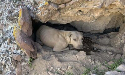 Cachorro em uma pequena caverna na montanha, rodeado por vegetação e flores silvestres amarelas.