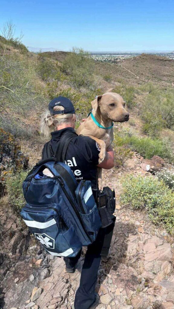 Agente de resgate de animais carrega cachorro resgatado em uma trilha de montanha, com vista panorâmica ao fundo.