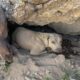 Cachorro em uma pequena caverna na montanha, rodeado por vegetação e flores silvestres amarelas.